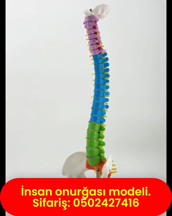İnsan onurğa modeli - Tenderyard