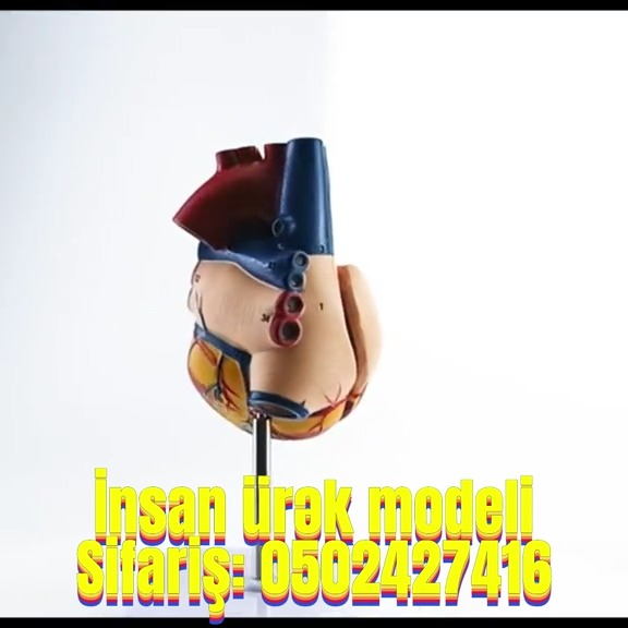 İnsan ürək modeli - Tenderyard