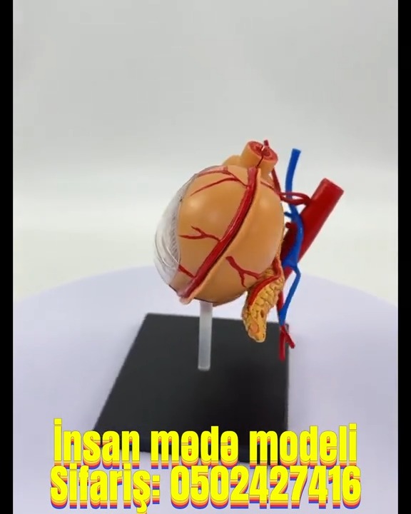İnsan mədə modeli - Tenderyard