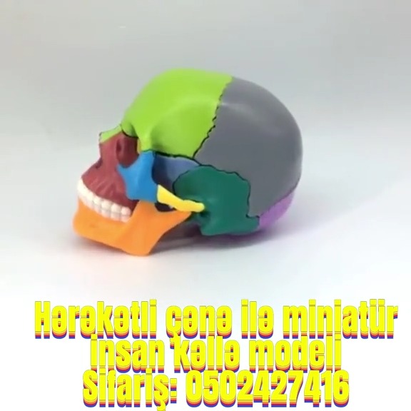 İnsan kəlləsi modeli - Tenderyard