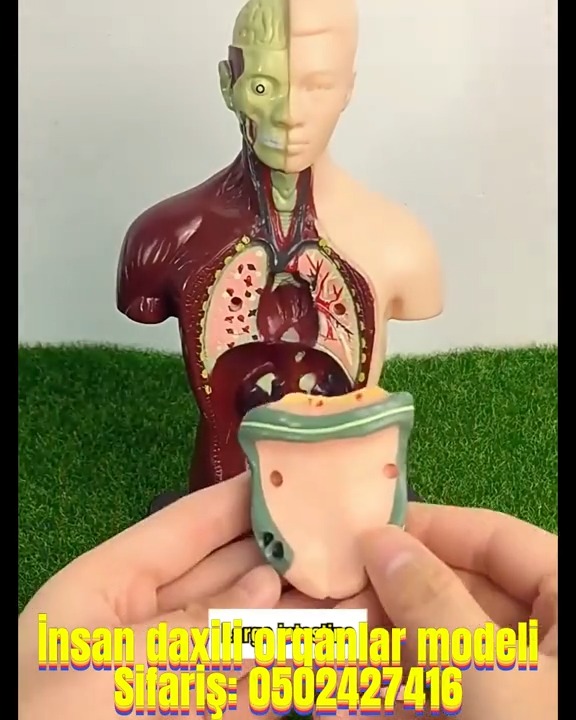 İnsan daxili orqanlar modeli - Tenderyard