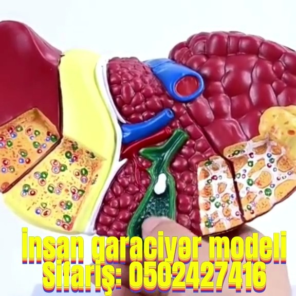 İnsan qaraciyər modeli - Tenderyard