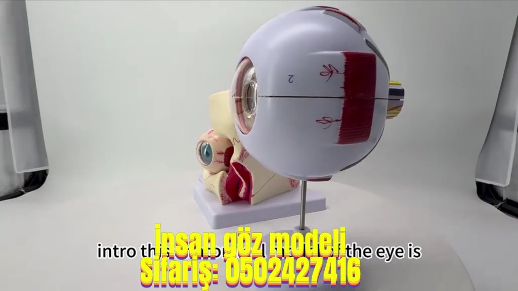 İnsan göz modeli - Tenderyard