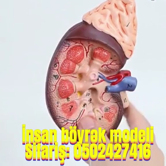 İnsan böyrək modeli - Tenderyard